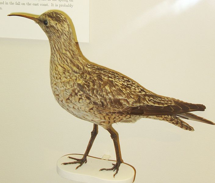 Numenius borealis