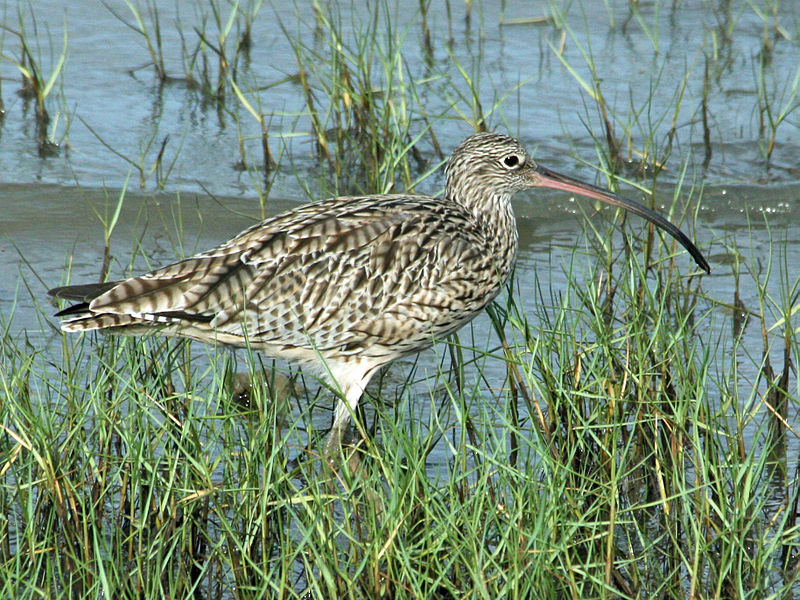 Numenius madagascariensis