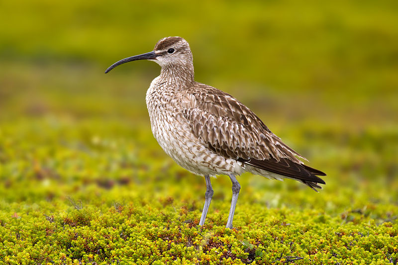 Numenius phaeopus