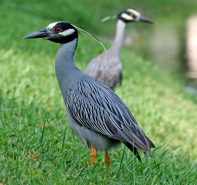 Nyctanassa violacea