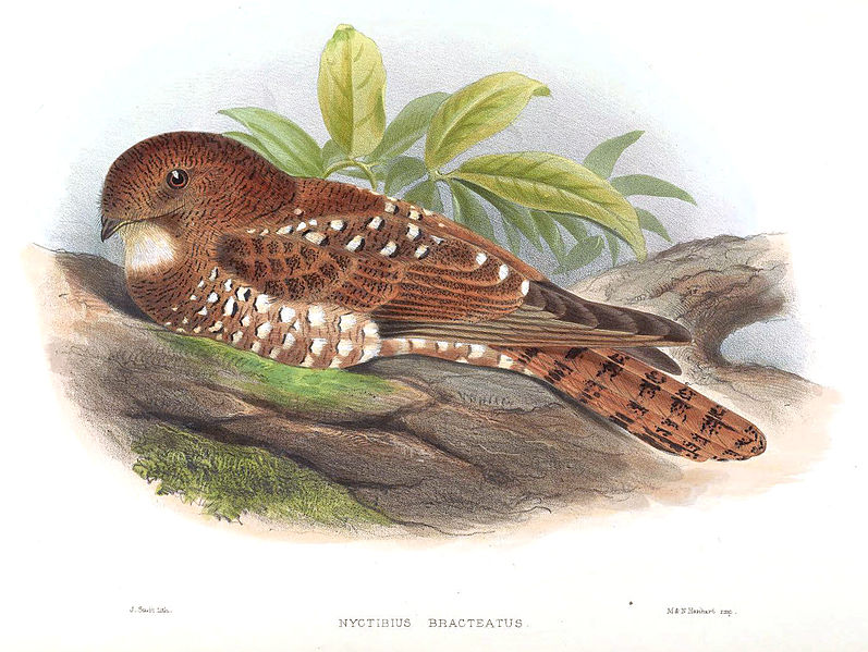 Nyctibius bracteatus