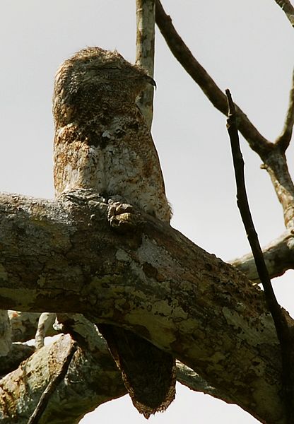 Nyctibius grandis