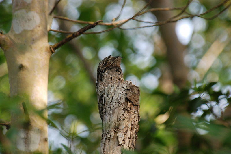 Nyctibius griseus