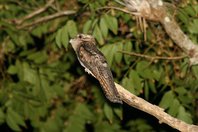 Nyctibius jamaicensis
