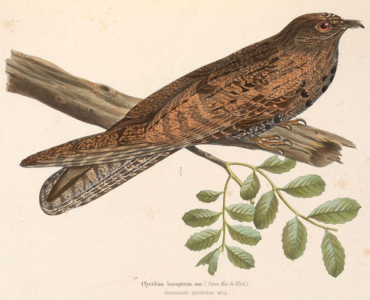 Nyctibius leucopterus