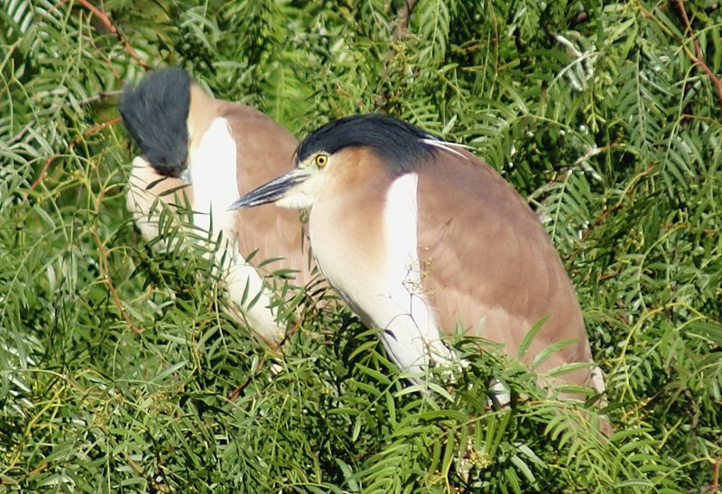 Nycticorax caledonicus