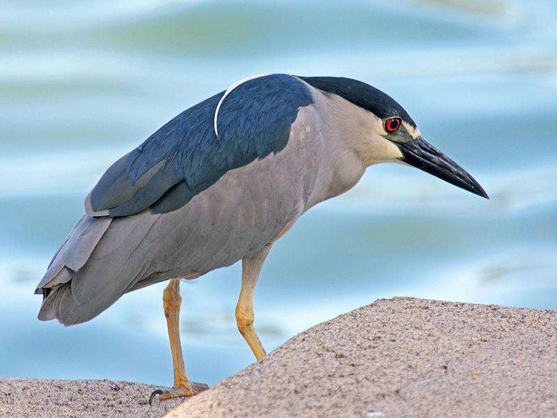 Nycticorax nycticorax