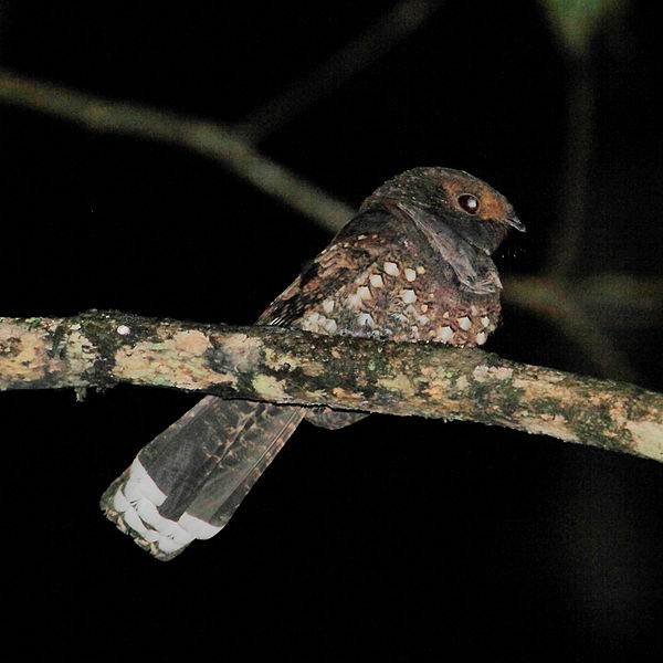 Nyctiphrynus ocellatus