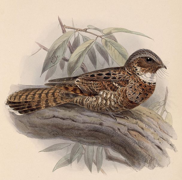 Nyctiphrynus yucatanicus