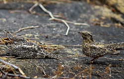 Nyctipolus hirundinaceus