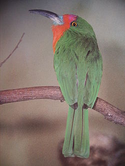Nyctyornis amictusç