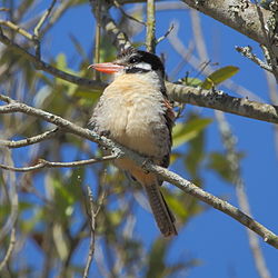 Nystalus chacuru