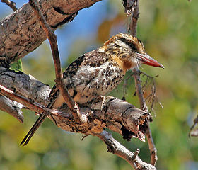 Nystalus maculatus