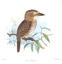 Nystalus striolatus