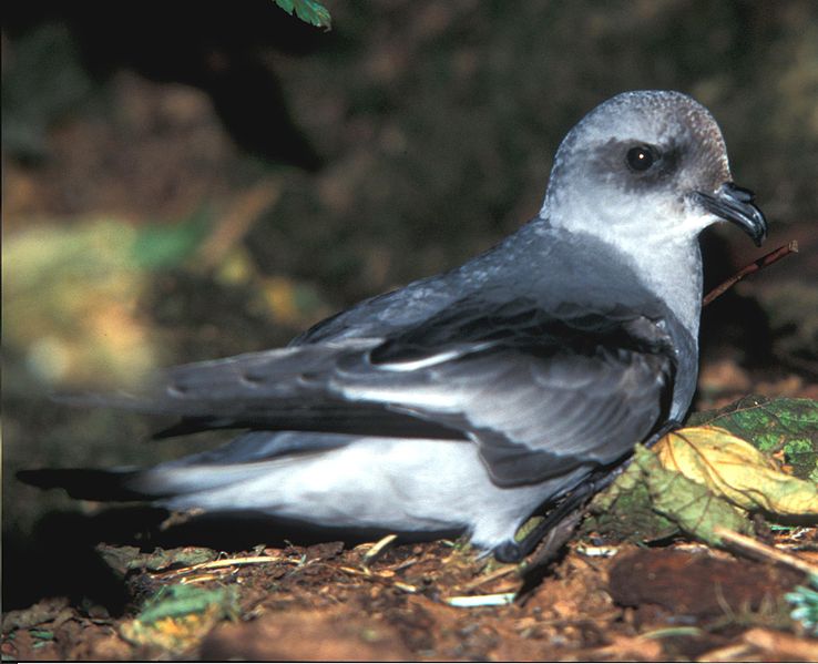 Oceanodroma furcata