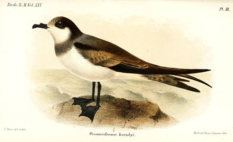 Oceanodroma hornbyi