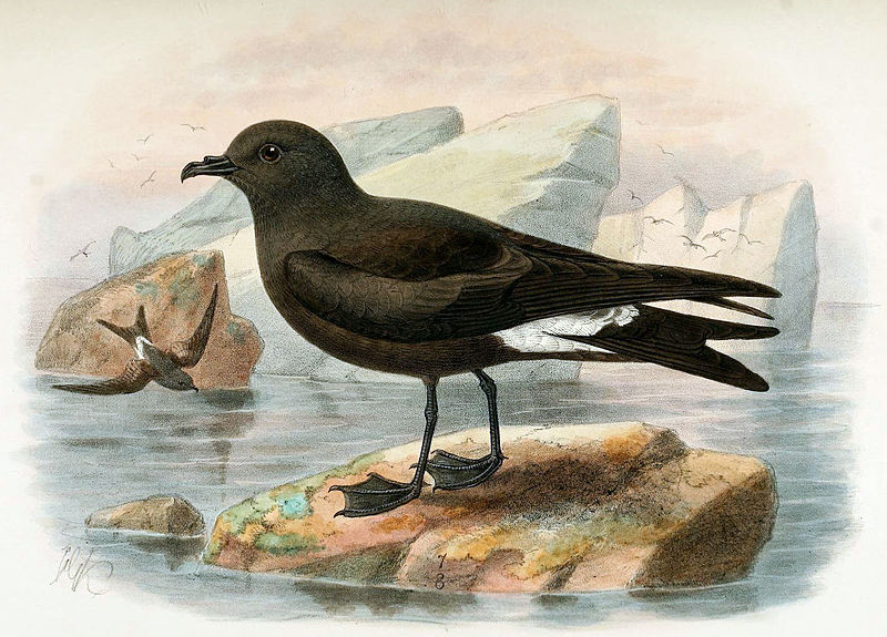 Oceanodroma macrodactyla