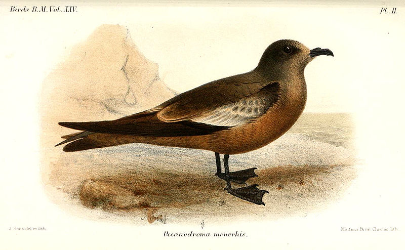 Oceanodroma monorhis