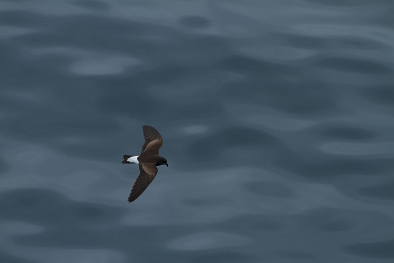 Oceanodroma tethys
