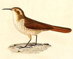 Ochetorhynchus andaecola