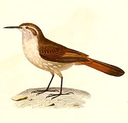 Ochetorhynchus ruficaudus