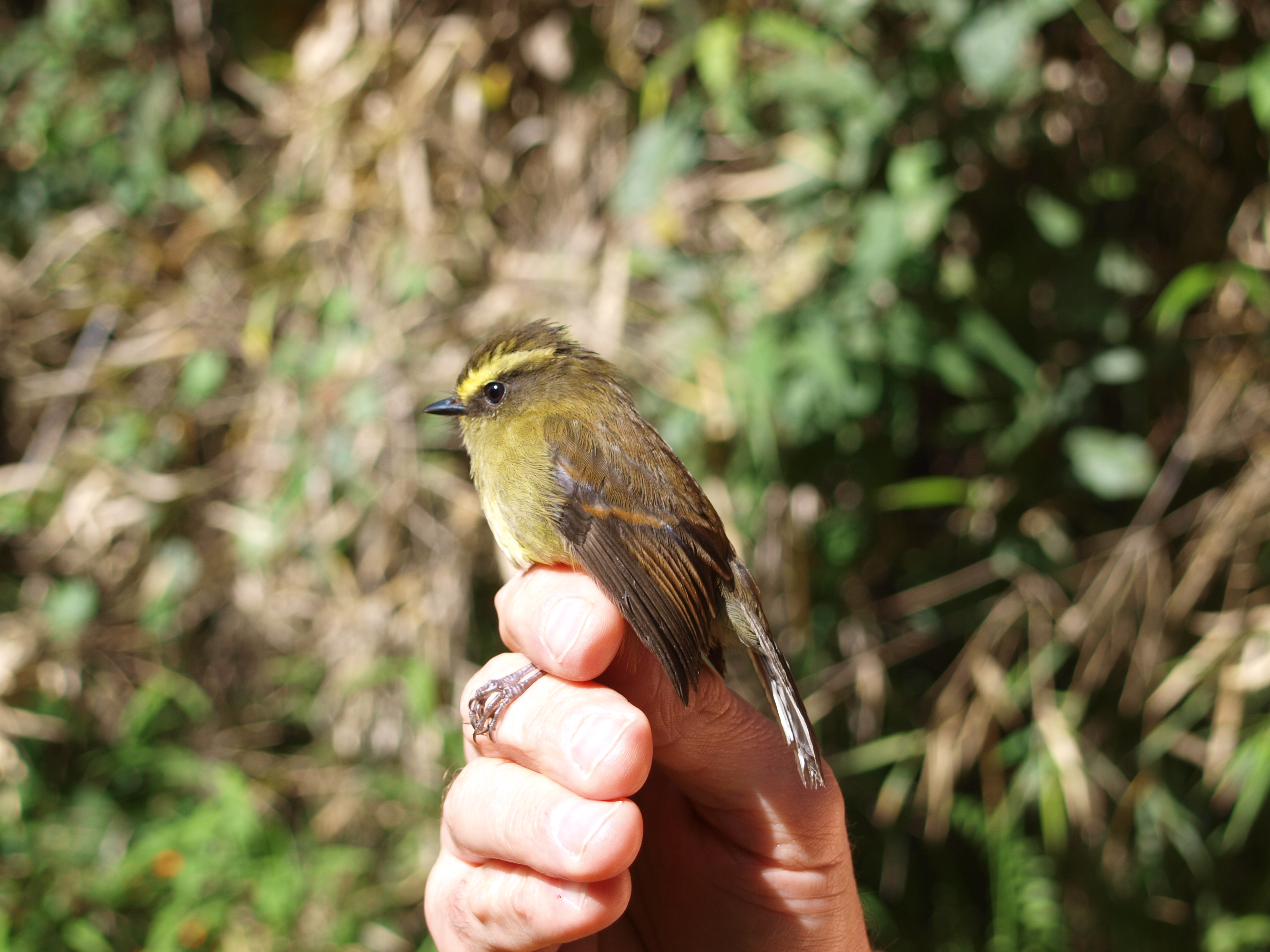 Ochthoeca diadema