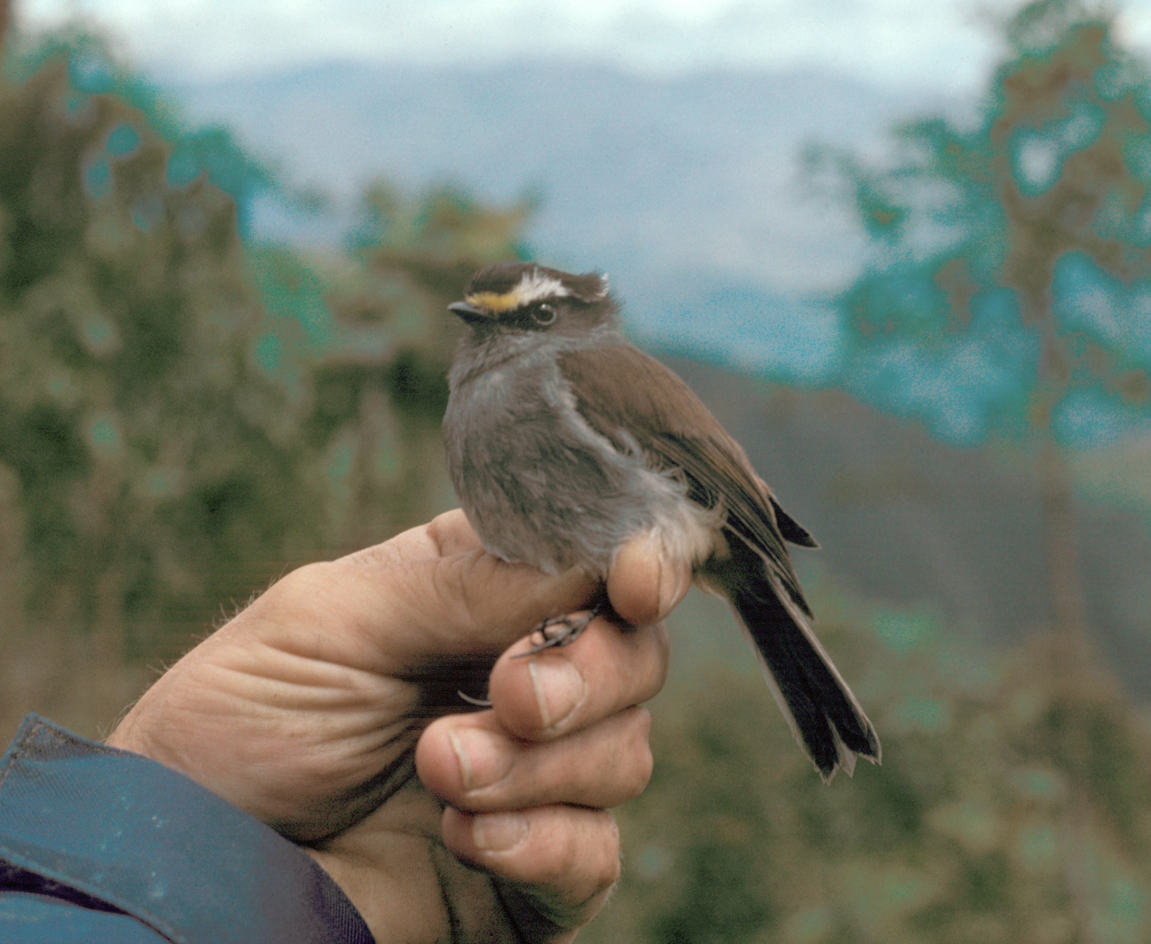 Ochthoeca frontalis