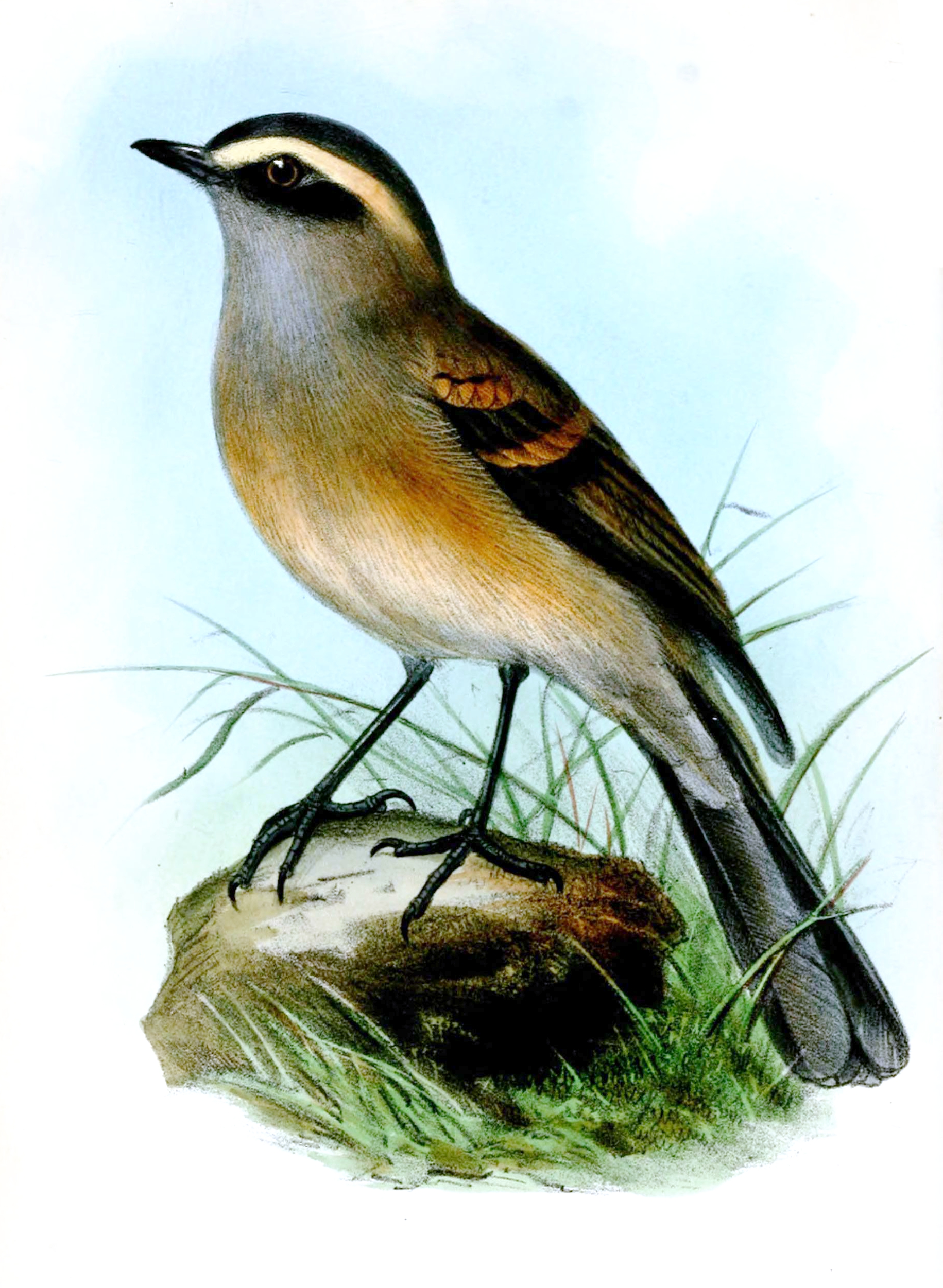 Ochthoeca fumicolor