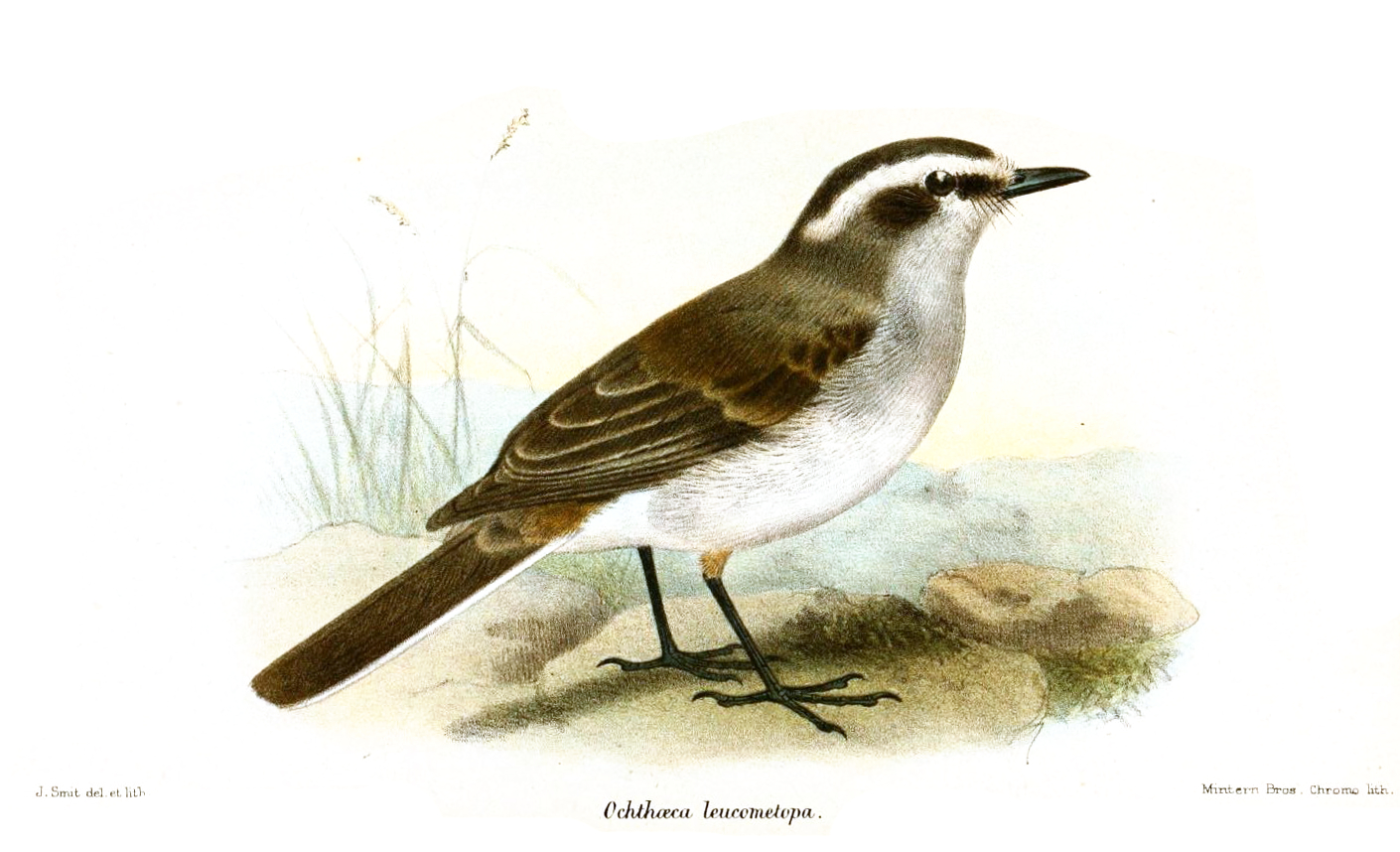 Ochthoeca leucophrys