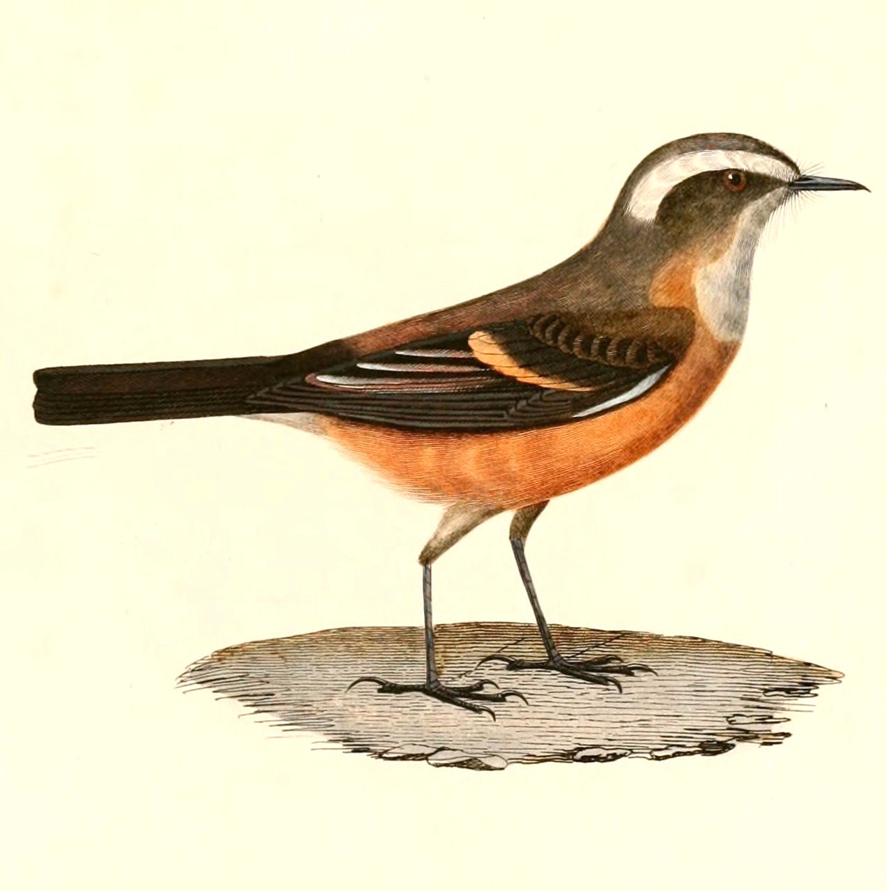 Ochthoeca oenanthoides