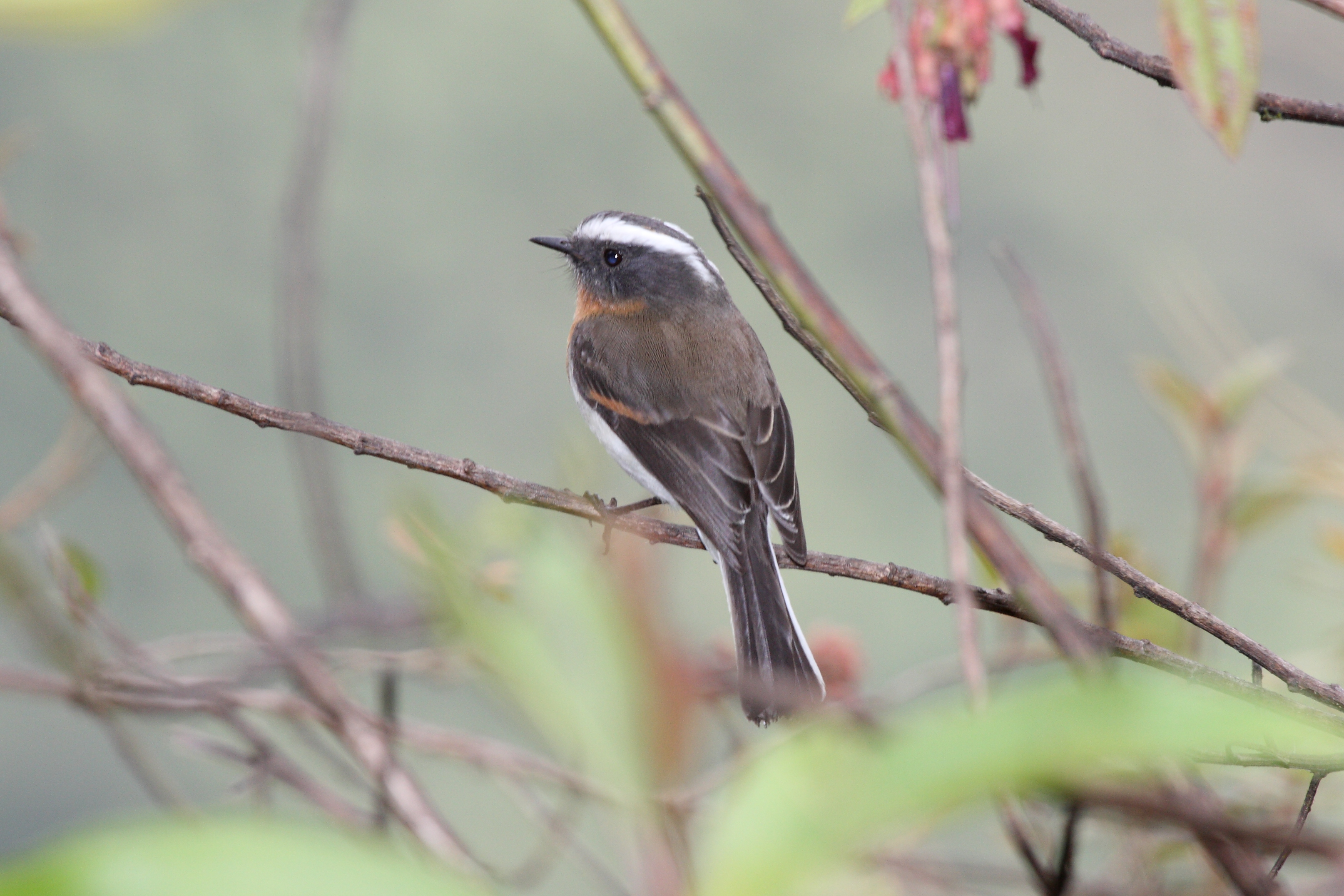 Ochthoeca rufipectoralis