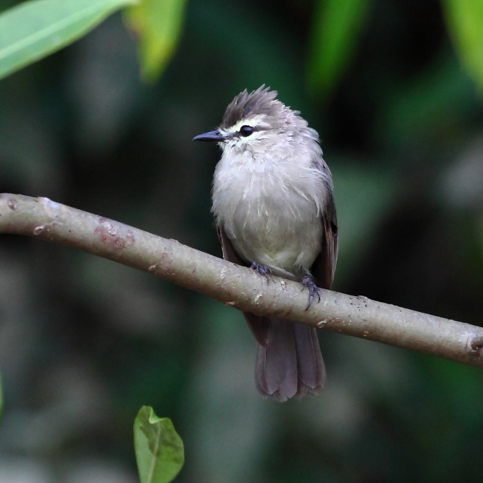 Ochthornis littoralis