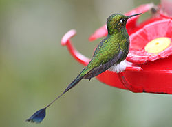 Ocreatus underwoodii