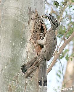Ocyceros birostris