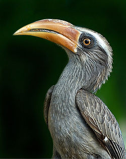 Ocyceros griseus