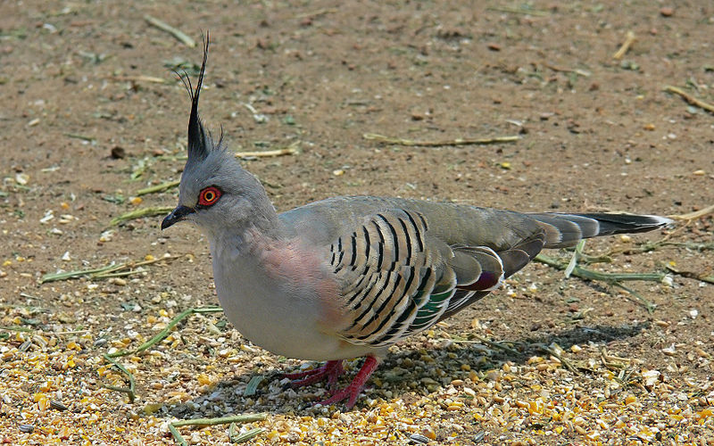 Ocyphaps lophotes