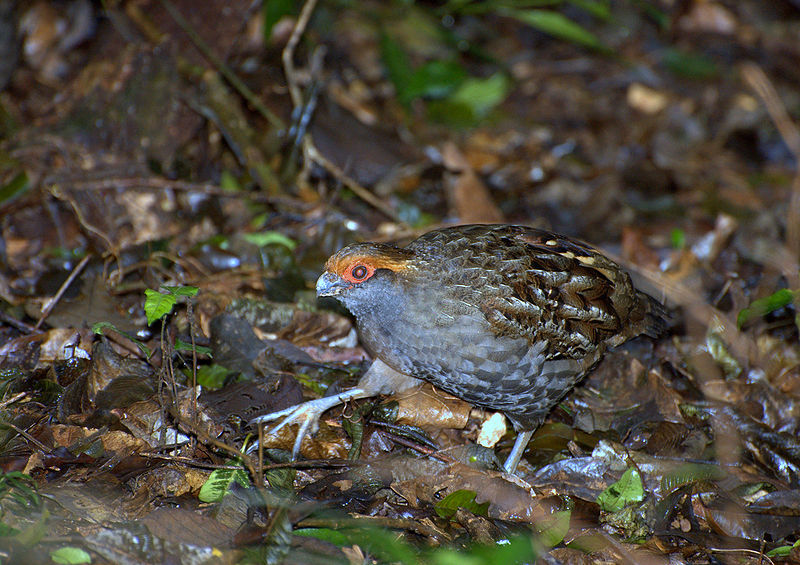 Odontophorus capueira