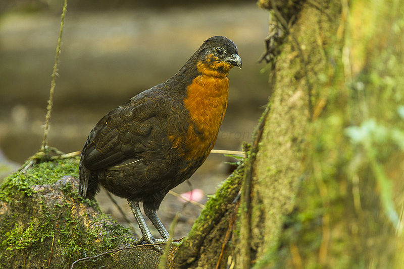 Odontophorus melanonotus