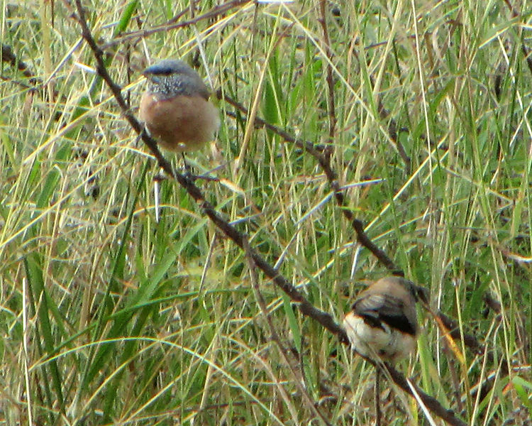 Odontospiza griseicapilla