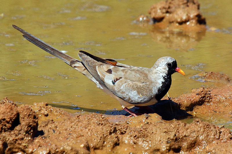 Oena capensis