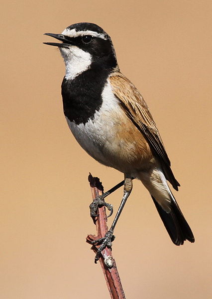 Oenanthe pileata