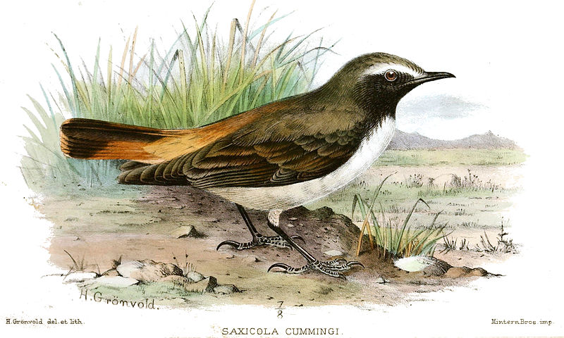 Oenanthe xanthoprymna