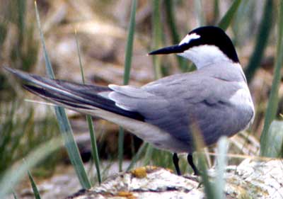 Onychoprion aleuticus