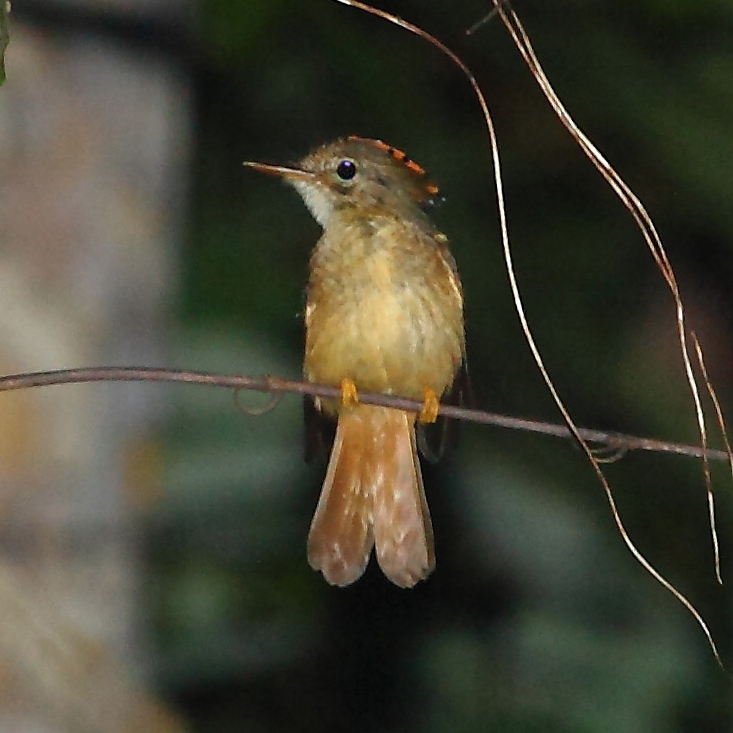 Onychorhynchus coronatus