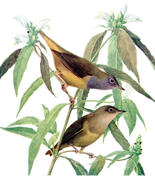 Oporornis agilis
