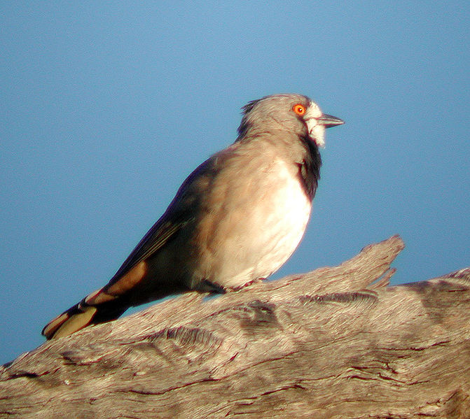 Oreoica gutturalis