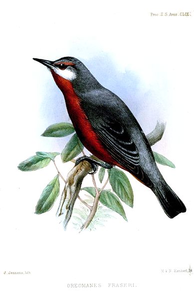 Oreomanes fraseri