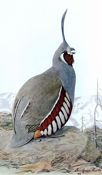 Oreortyx pictus