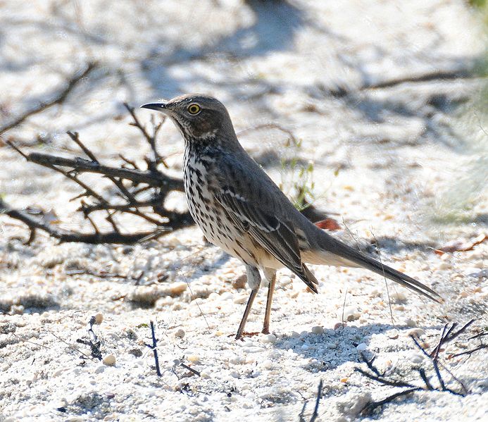 Oreoscoptes montanus