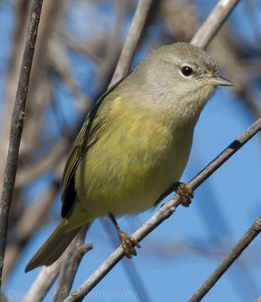 Oreothlypis celata